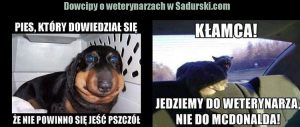 dowcipy o weterynarzach weterynarze humor weterynarz kawały