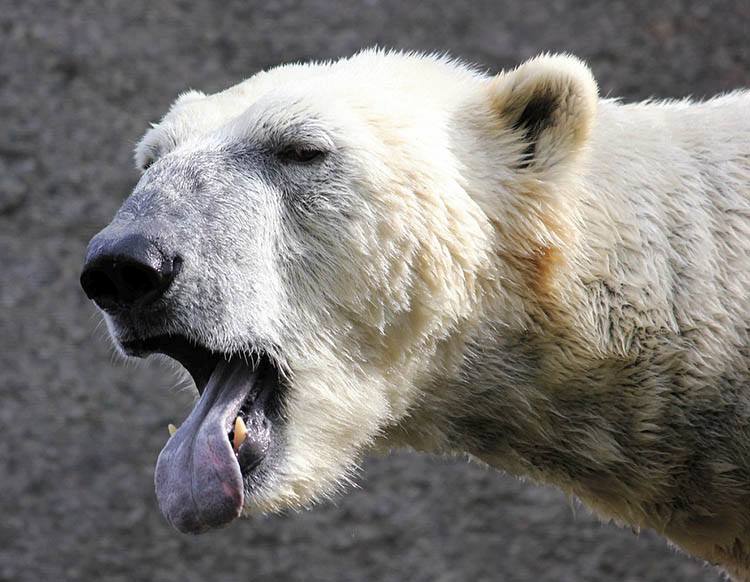 ciekawostki o zwierzętach niedźwiedź polarny