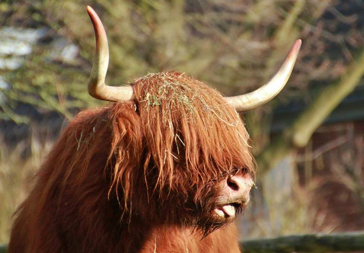 ciekawostki o zwierzętach szkocka krowa