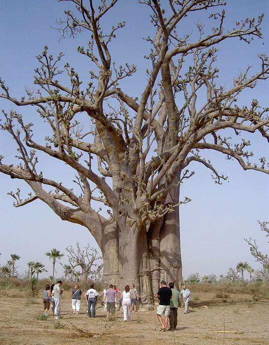 baobab afrykański baobaby ciekawostki