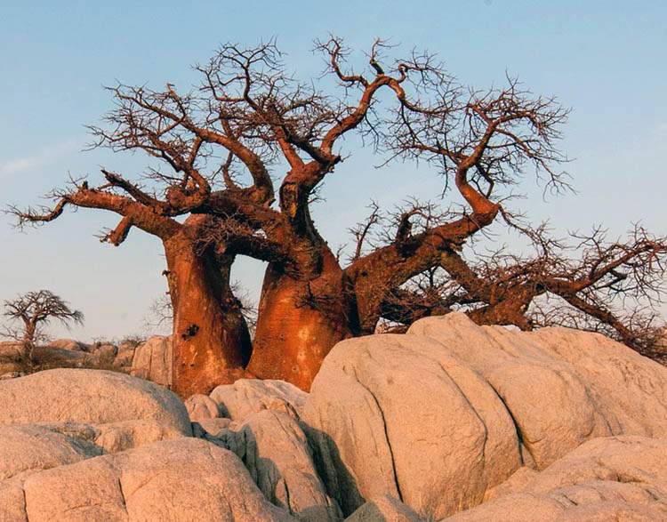 baobab ciekawostki baobaby Afryka drzewa przyroda