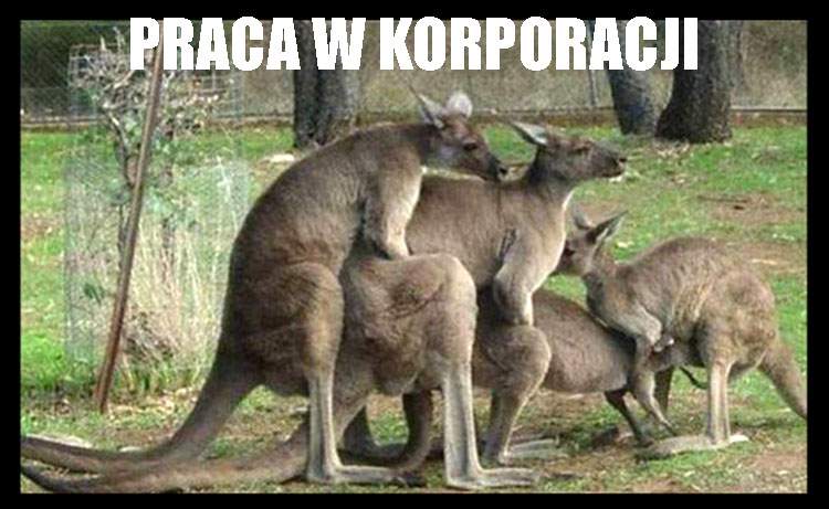 dowcipy o korporacji korpo humor korporacyjny praca kawały korporacja na wesoło memy biuro
