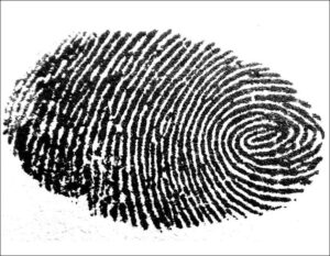 linie papilarne odciski palców