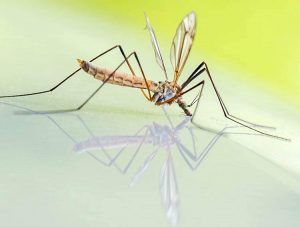 komar komary ukąszenie komara ciekawostki