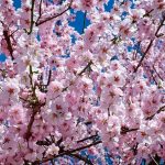 wiosna przysłowia o wiośnie dowcipy o wiośnie humor kawały