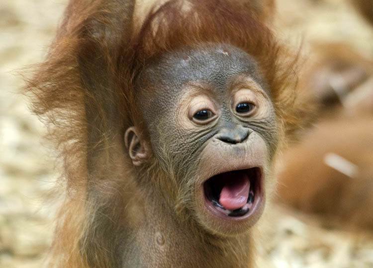 orangutan dowcipy o małpach humor małpa kawały małpy goryle małpki