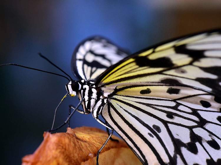 motyle ciekawostki motyl o motylach