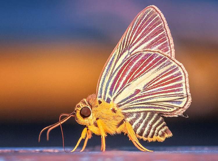 motyle ciekawostki motyl o motylach