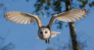 sowa ciekawostki o sowach sowy