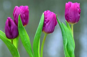 tulipany ciekawostki o tulipanach Holandia kwiaty tulipan