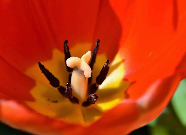 tulipany ciekawostki o tulipanach Holandia kwiaty tulipan