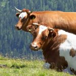 krowy ciekawostki o krowach krowa mleko