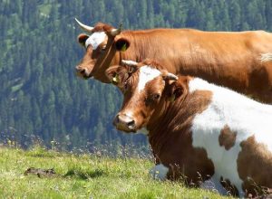 krowy ciekawostki o krowach krowa mleko