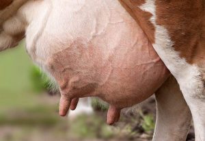 wymię krowy wymiona cycki krowa mleko