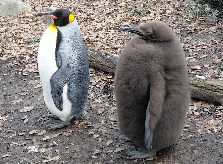 pingwin ciekawostki o pingwinach pingwiny