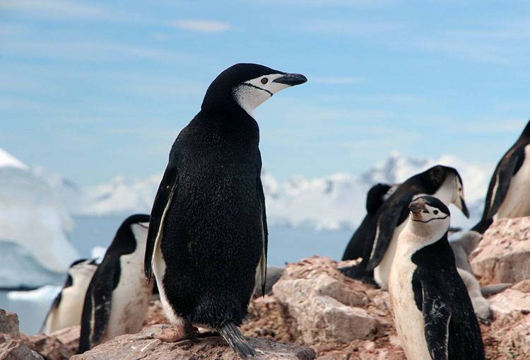 pingwin ciekawostki o pingwinach pingwiny