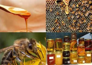 miód ciekawostki o miodzie pszczoły miody