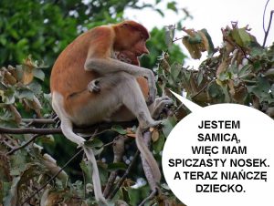 humor nosacze sundajskie