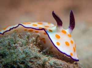 ślimak ciekawostki o ślimakach ślimaki ślimak morski