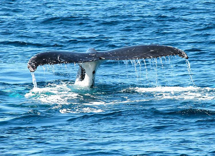 wieloryb ciekawostki o wielorybach wieloryby walenie 