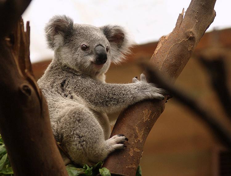 miÅ› koala australijski Australia torbacze