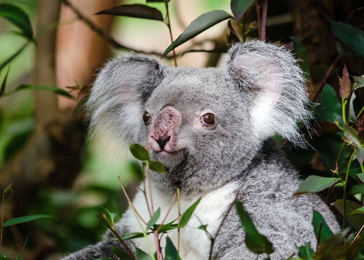 miÅ› koala australijski Australia torbacze eukaliptus