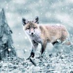 wszystko o zimie sen zimowy hibernacja zwierzęta zima lis