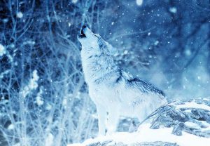 zimowe sny wilka hibernacja zwierzęta zima wilk