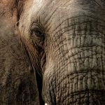 ciekawostki o zwierzętach Afryki słoń słonie