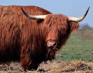 szkocka krowa ciekawostki krowy highland cattle