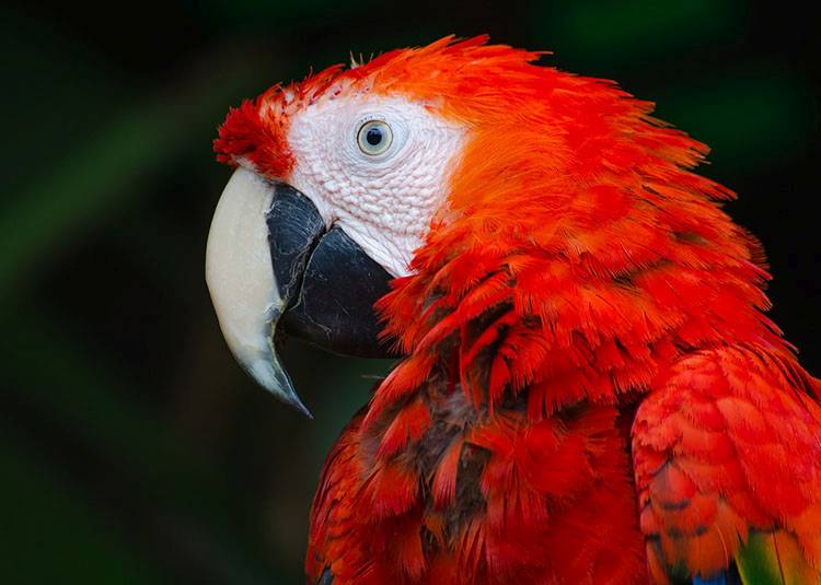 papuga humor dowcipy o papugach