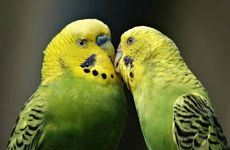 papuga humor dowcipy o papugach