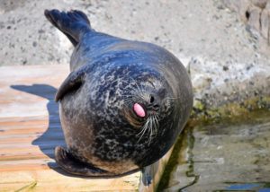 foka foki zwierzęta ciekawostki o zwierzętach o fokach