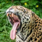 jaguar jaguary język języki zwierząt ciekawostki o językach zwierzęta