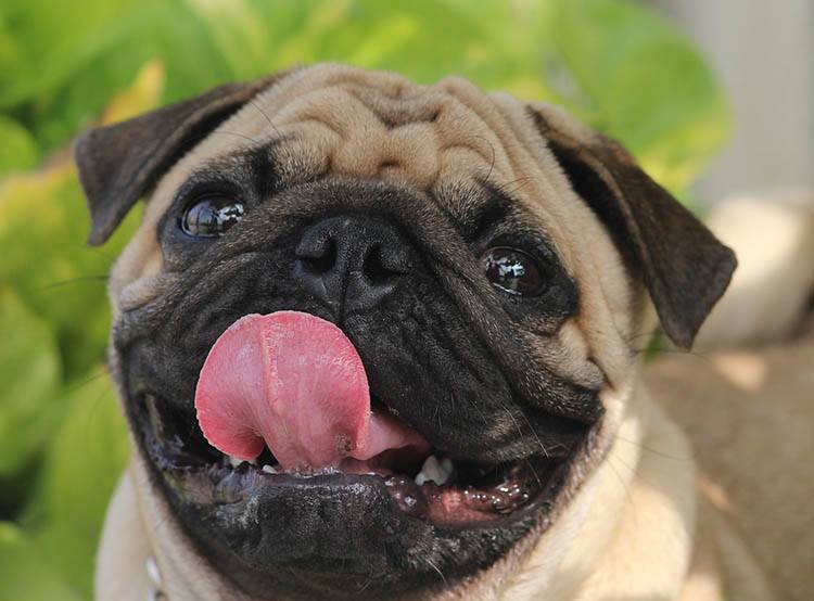 język psa ciekawostki zmysł smaku języki zwierząt