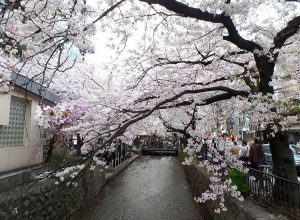 kraj kwitnącej wiśni Japonia Kyoto