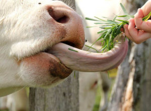 krowa krowy język języki zwierząt ciekawostki o językach zwierzęta