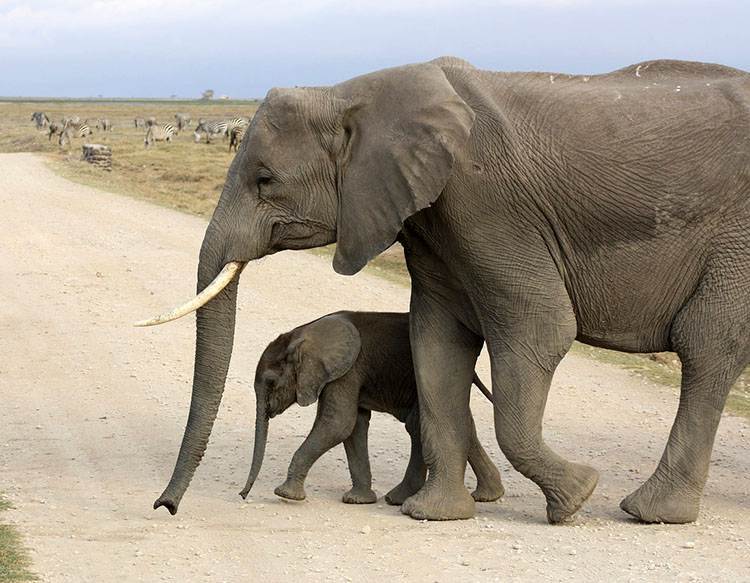 Amoseli Park Narodowy Kenia Afryka atrakcje zwierzęta parki narodowe