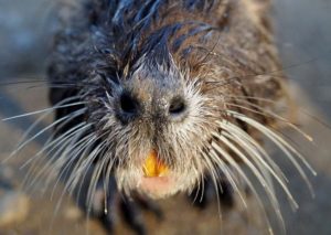 nutria zęby zwierząt ciekawostki zwierzęta