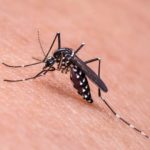 komar ukąszenie odstraszanie ciekawostki komary