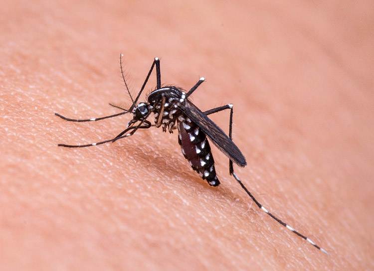 komar ukąszenie odstraszanie ciekawostki komary