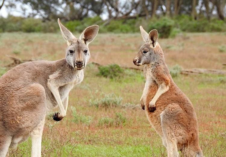 kangur ciekawostki o kangurach kangury