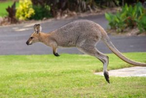 kangur ciekawostki o kangurach kangury