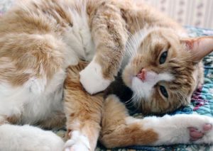 sympatyczny śpiący kot ytaty aforyzmy przysłowia