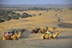 wielbłądy pustynia w Indiach atrakcje kultura Indii