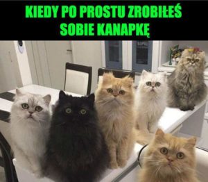 koty dowcipy o kotach humor śmieszne obrazki