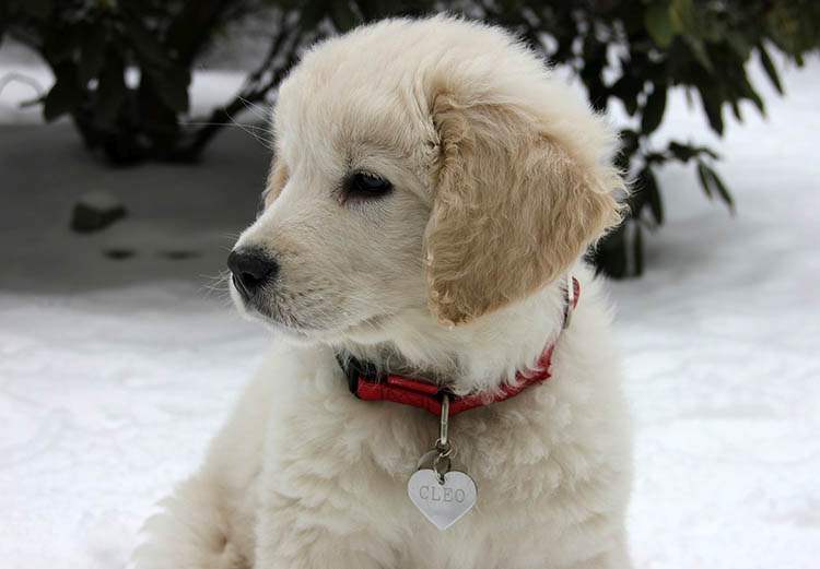 owczarek podhalański pies 