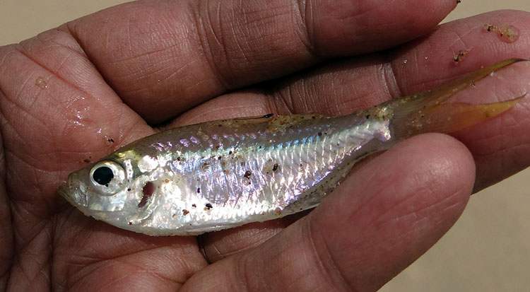 przysłowia wędkarskie-powiedzonka wędkarze ryby o wędkarzach