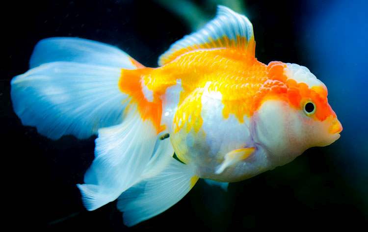 przysłowia wędkarskie-powiedzonka wędkarze ryby o wędkarzach