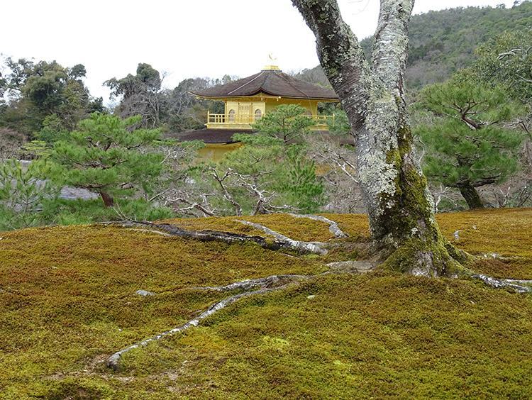 Złota Świątynia Kioto Japonia Złotego Pawilonu Kyoto